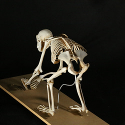 【受注生産】ボノボの全身骨格レプリカ 4枚目の画像