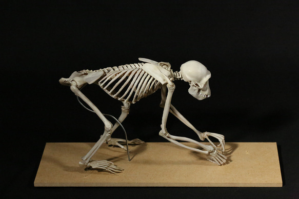 【受注生産】ボノボの全身骨格レプリカ 5枚目の画像