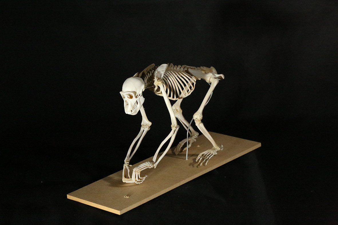 【受注生産】ボノボの全身骨格レプリカ