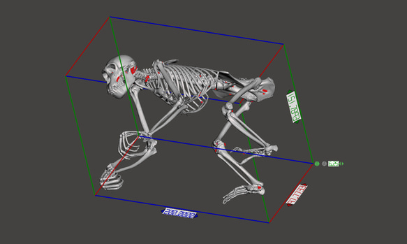 【受注生産】ボノボの全身骨格レプリカ 11枚目の画像
