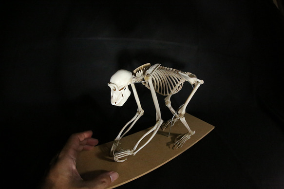 【受注生産】ボノボの全身骨格レプリカ 9枚目の画像