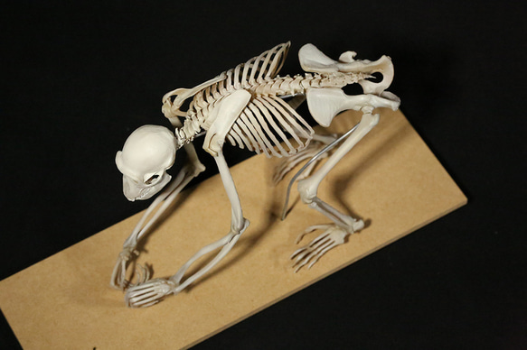 【受注生産】ボノボの全身骨格レプリカ 7枚目の画像