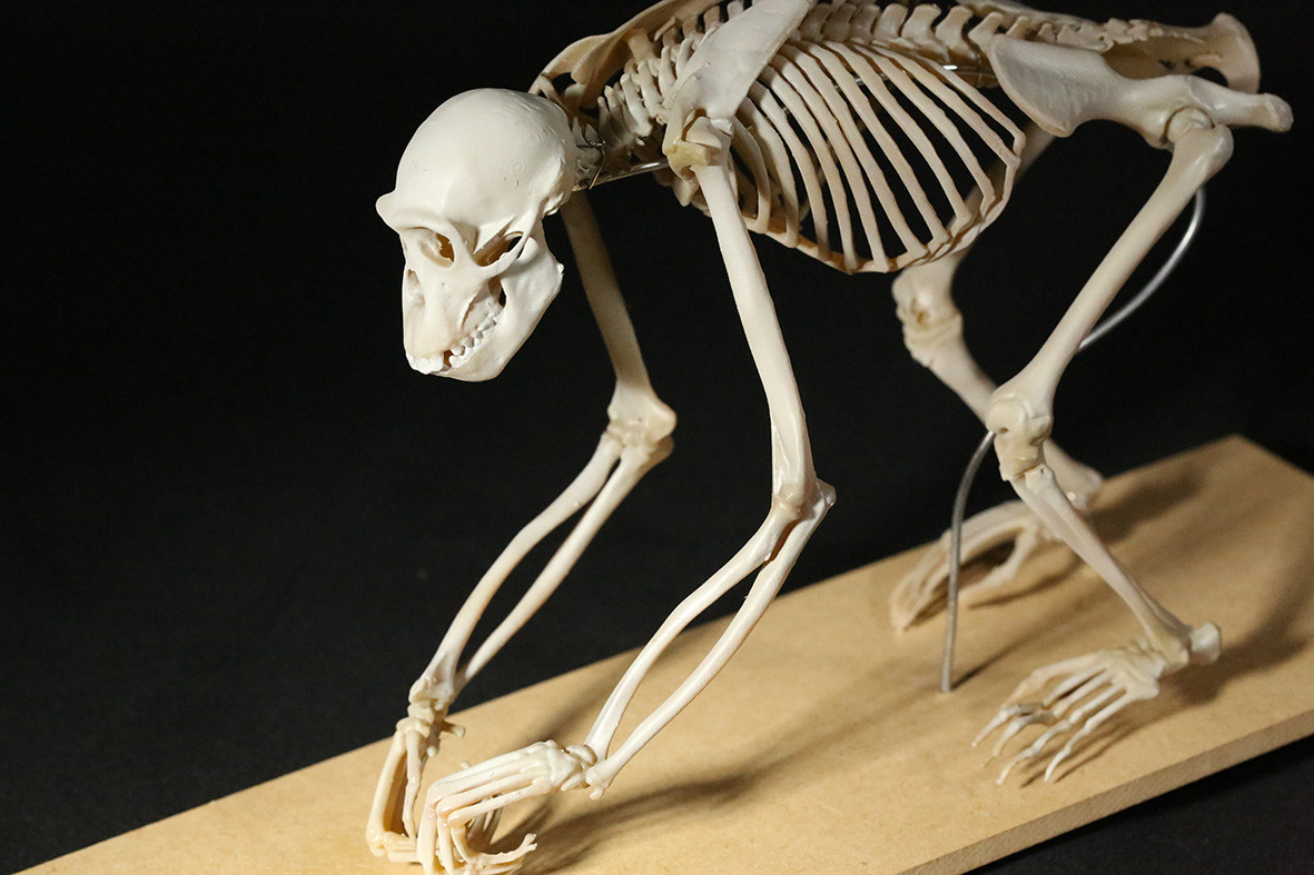 【受注生産】ボノボの全身骨格レプリカ