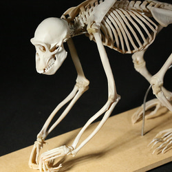 【受注生産】ボノボの全身骨格レプリカ 6枚目の画像