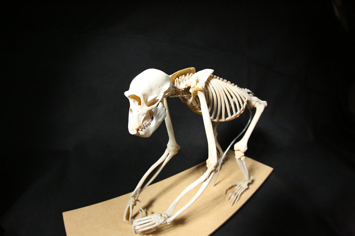 【受注生産】ボノボの全身骨格レプリカ