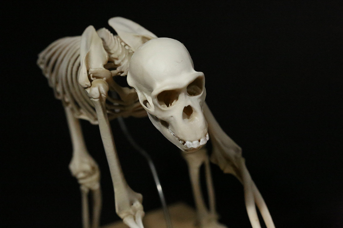 【受注生産】ボノボの全身骨格レプリカ