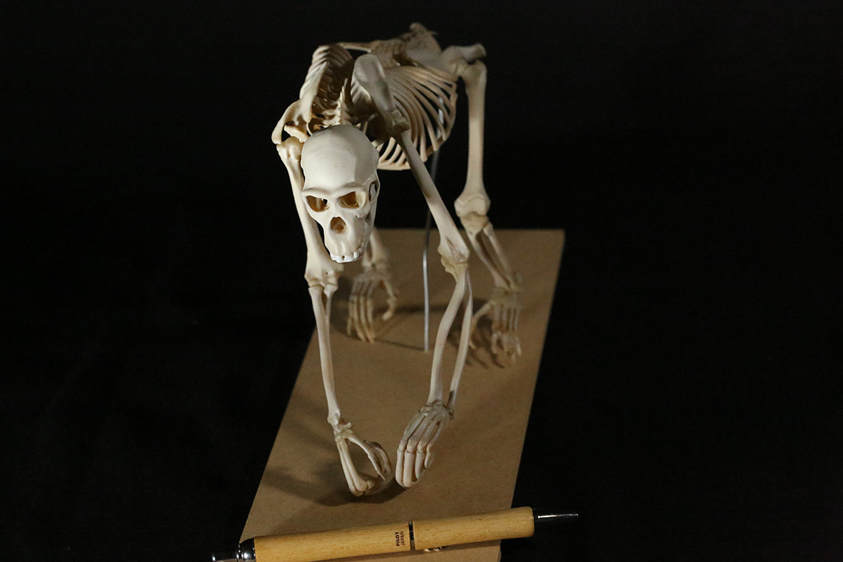 【受注生産】ボノボの全身骨格レプリカ