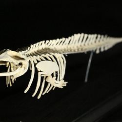 【受注生産】ミンククジラ　縮小全身骨格レプリカ　25cm 1枚目の画像