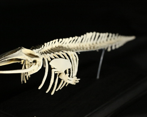 国立科学博物館が収蔵する新種のクジラの頭骨標本レプリカの販売