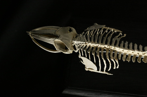 【受注生産】ミンククジラ　縮小全身骨格レプリカ　25cm 4枚目の画像