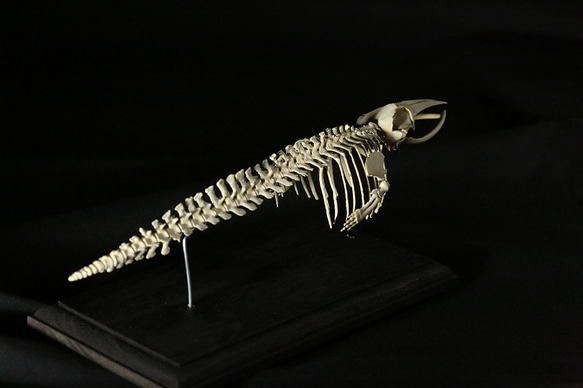 【受注生産】ミンククジラ　縮小全身骨格レプリカ　25cm 6枚目の画像