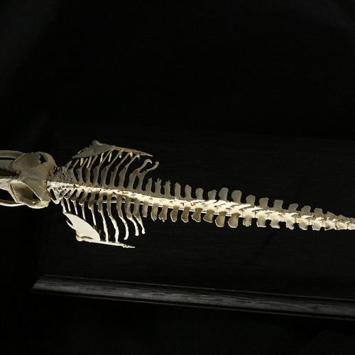 受注生産】ミンククジラ 縮小全身骨格レプリカ 25cm 立体