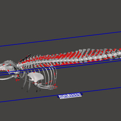 【受注生産】ミンククジラ　縮小全身骨格レプリカ　25cm 10枚目の画像
