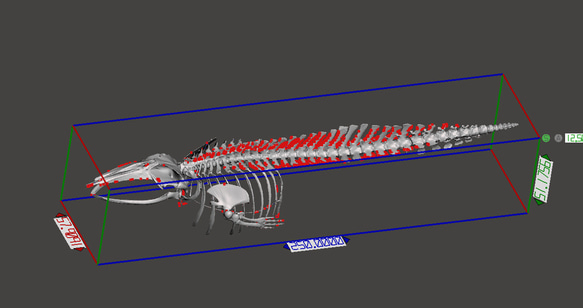 【受注生産】ミンククジラ　縮小全身骨格レプリカ　25cm 10枚目の画像