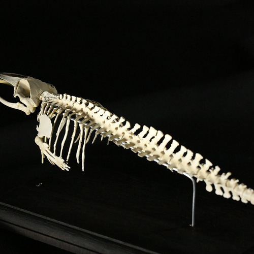 受注生産】ミンククジラ 縮小全身骨格レプリカ 25cm 立体 受注生産】ミンククジラ 縮小全身骨格レプリカ 25cm 立体