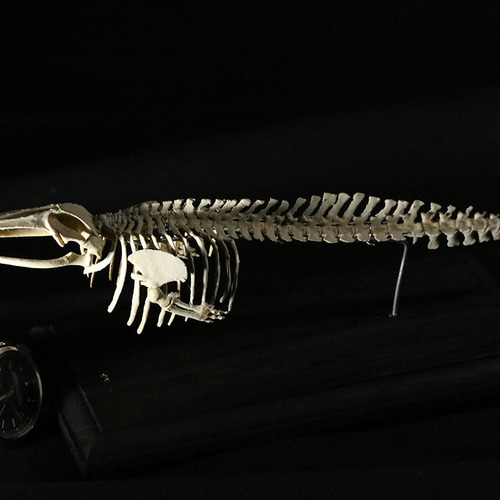 ミンククジラ 全身骨格レプリカ 40cm | アンフィ合同会社