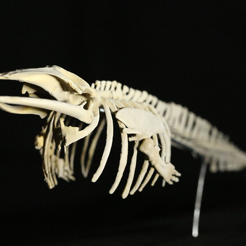 受注生産】ミンククジラ 縮小全身骨格レプリカ 25cm 立体・オブジェ