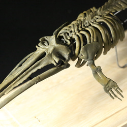 【受注生産】化石種のヒゲクジラ「ケトテリウム」全身骨格レプリカ 7枚目の画像
