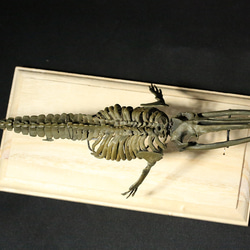 【受注生産】化石種のヒゲクジラ「ケトテリウム」全身骨格レプリカ 6枚目の画像