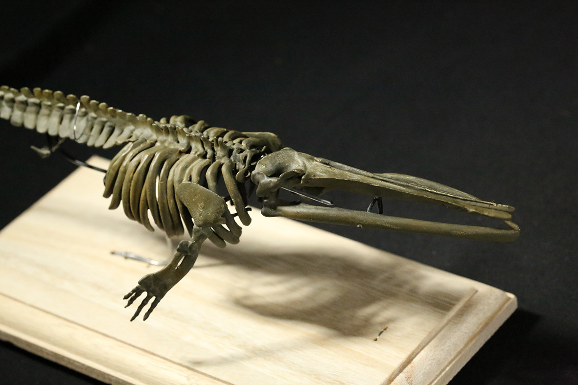 【受注生産】化石種のヒゲクジラ「ケトテリウム」全身骨格レプリカ