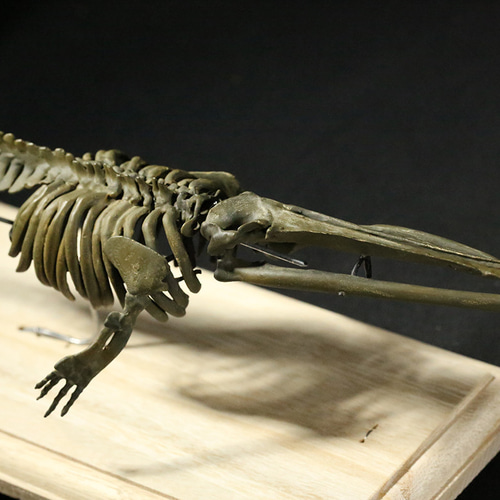 珍しい品　クジラ骨　鳥彫刻 受注生産】化石種のヒゲクジラ「ケトテリウム」全身骨格レプリカ
