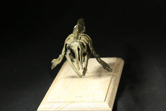 【受注生産】化石種のヒゲクジラ「ケトテリウム」全身骨格レプリカ 4枚目の画像