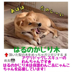 706.犬のおもちゃ犬用、かじり木、あまがみ対策、梨の木、小型犬小さめ中型犬向き 10枚目の画像