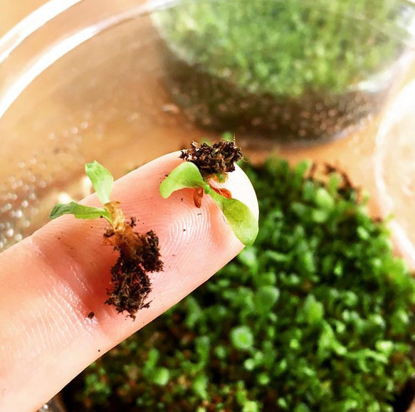 ビカクシダ リドレイ 胞子培養(胞子体) 幼苗 2株 多肉植物 jt