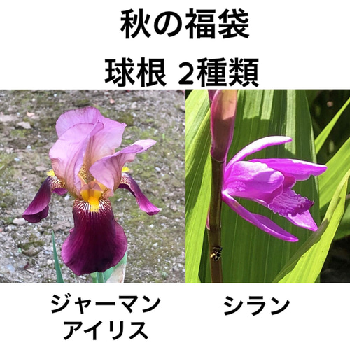 izuku様専用です アイリスの花 3種類セット 【公式通販】