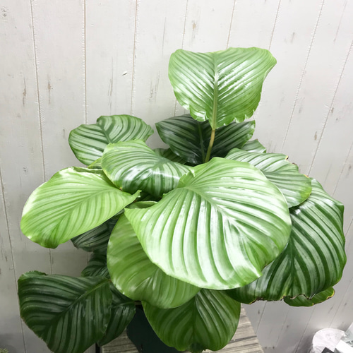 ランキングや新製品 カラテア 大株 植物/観葉植物