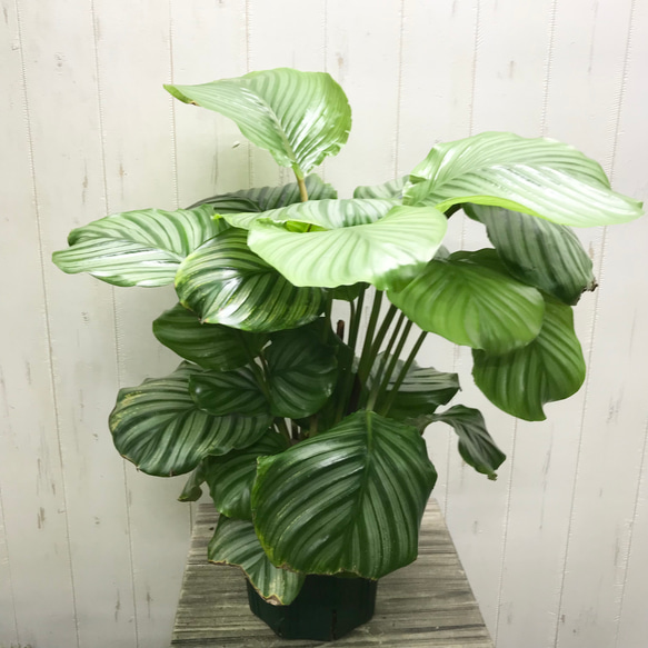 大株♡ カラテア オービフォリア その他インテリア雑貨 PLANTS