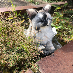 羊毛フェルト　猫　オーダーメイド受付　 15枚目の画像