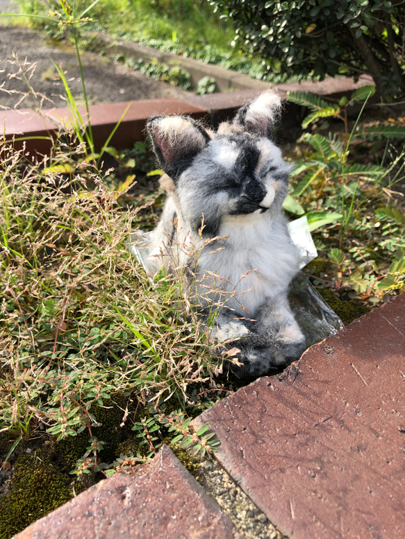 羊毛フェルト　猫　オーダーメイド受付　 15枚目の画像