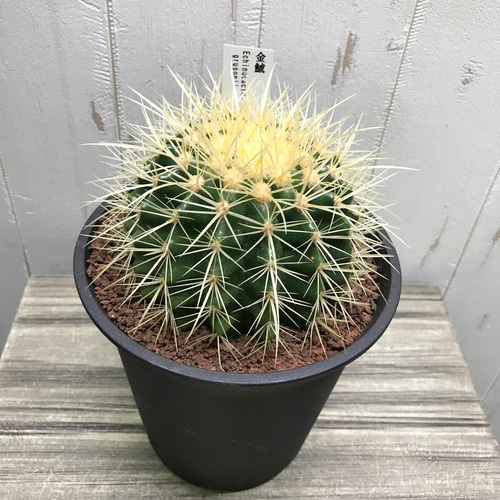 大きめ♡ 金鯱 キンシャチ サボテン その他インテリア雑貨 PLANTS SHOP 