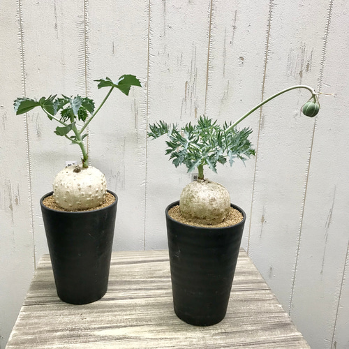 錦珊瑚（ニシキサンゴ） ヤトロファ カタルティカ その他インテリア