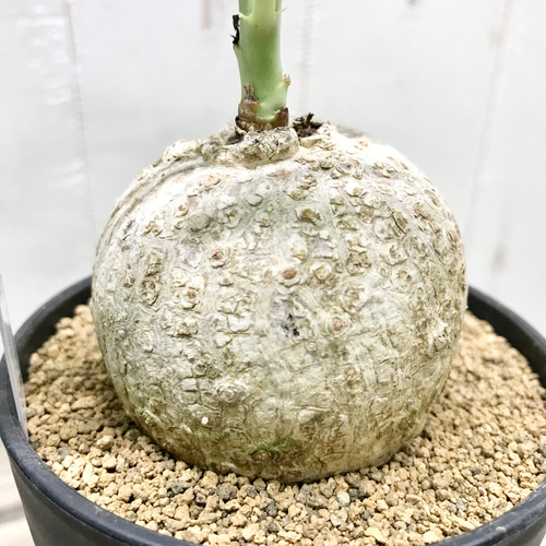 錦珊瑚（ニシキサンゴ） ヤトロファ カタルティカ その他インテリア