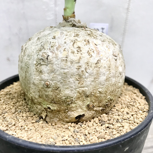 錦珊瑚（ニシキサンゴ） ヤトロファ カタルティカ その他