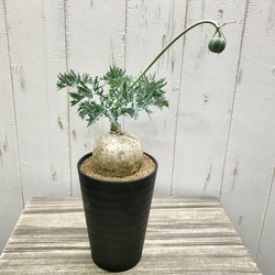 錦珊瑚（ニシキサンゴ） ヤトロファ カタルティカ その他インテリア