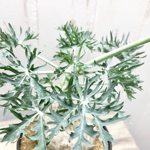 錦珊瑚（ニシキサンゴ） ヤトロファ カタルティカ その他インテリア