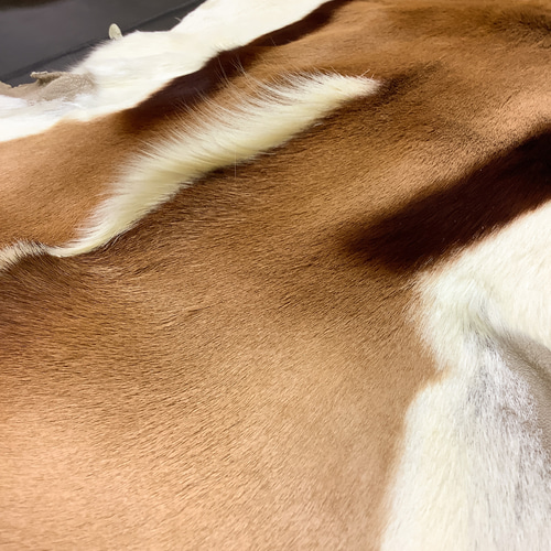 スプリングボック 毛付き革 インテリア、アウトドアにも その他素材