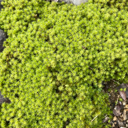 送料無料⭐︎スナゴケ⭐︎ 苔テラリウムや苔玉に！ その他素材