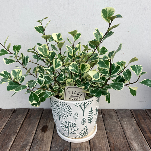 ハートの形の葉がかわいい観葉植物＊フィカス スィートハート＊観葉