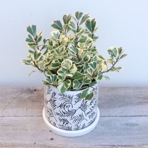 フィカス ハート型 葉 黒鉢 フィカス ハート型 葉 黒鉢