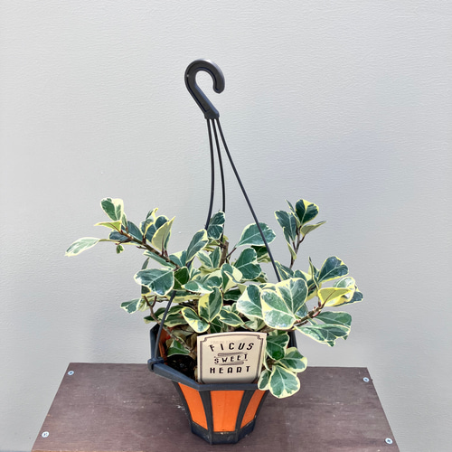 現物「フィカス・スイートハート」８号（陶器）Ficus triangularis 現物「フィカス・スイートハート」8号（陶器）Ficus