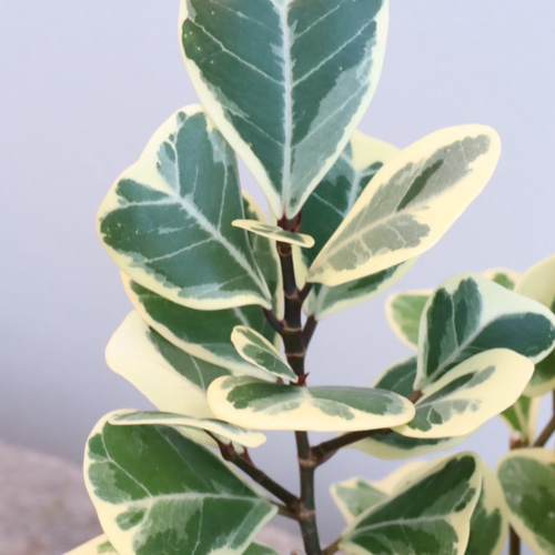 ハートの形の葉がかわいい観葉植物＊フィカス スィートハート＊観葉