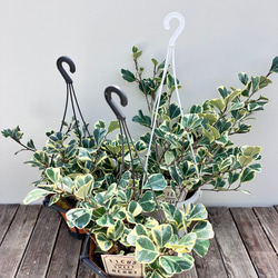 ハートの形の葉がかわいい観葉植物＊フィカス スィートハート＊観葉