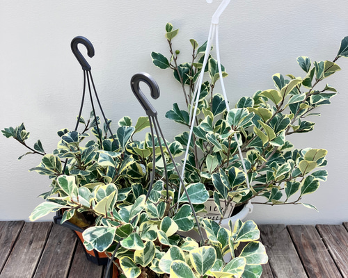 47d8116892566ce1262098b84a4216