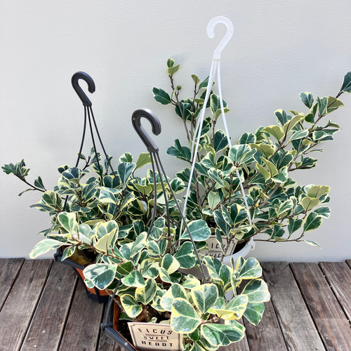 ハートの形の葉がかわいい観葉植物＊フィカス スィートハート