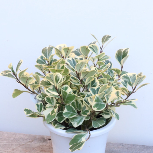 ハートの形の葉がかわいい観葉植物＊フィカス スィートハート