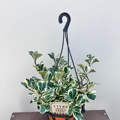 ハートの形の葉がかわいい観葉植物＊フィカス スィートハート